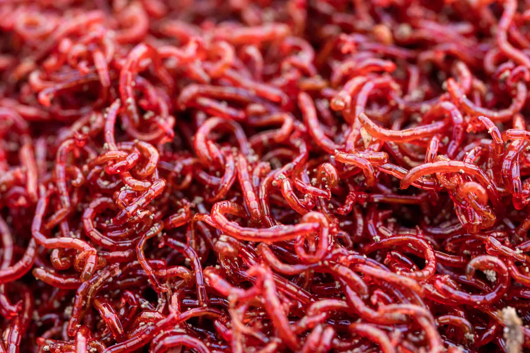 Buy frozen outlet bloodworms